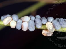 Libelloides-macaronius_яйцекладка_2